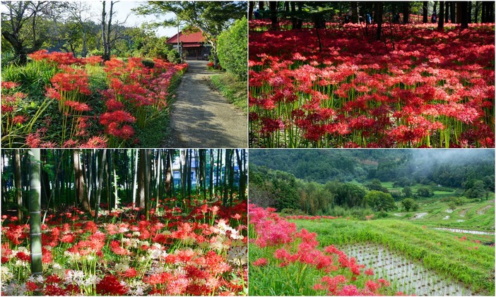 【2025千葉】まだ間に合う&今が見頃のところも!美しすぎる赤い絨毯が広がる秋の絶景「彼岸花」名所7選
