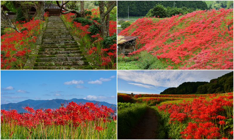 【2025関西】まだ間に合う&今が見頃のところも!美しすぎる赤い絨毯が広がる秋の絶景「彼岸花」名所6選