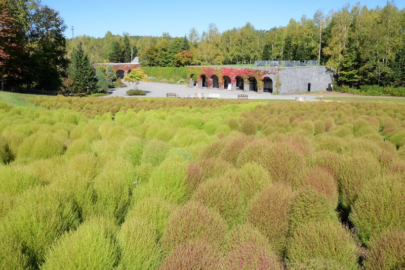 新色ホワイト登場! 札幌・滝野すずらん丘陵公園でコキアのグラデーションと紅葉まつり
