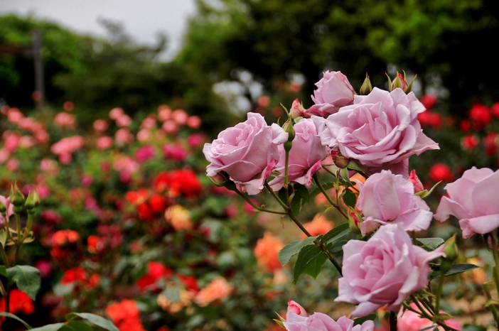 【2025】秋バラが見頃!北海道・東北の「絶景バラ園」6選 親子におすすめ&イベントも紹介