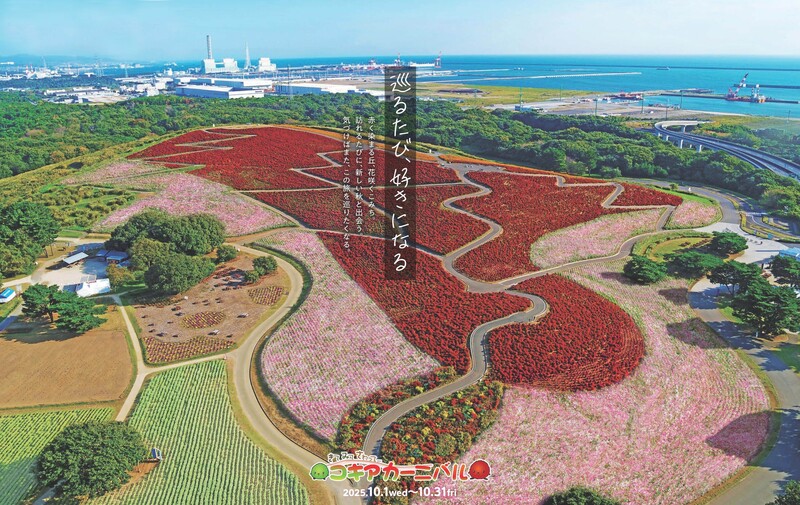 茨城県の国営ひたち海浜公園で秋の一大イベント! コキアの紅葉を楽しむカーニバル