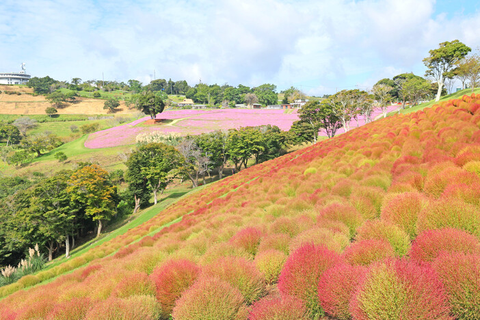 千葉富津市マザー牧場で8000株のコキアが紅葉! ほうき作り体験や限定グルメも