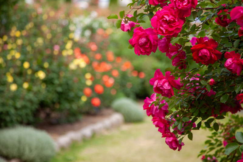 【2025甲信越・北陸】秋バラが見頃!絶景バラ園と穴場7選 春バラとの違いは?入園無料&イベント多数