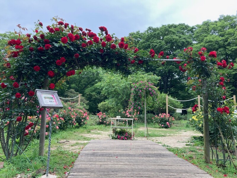 代々木公園で「秋のバラフェスタ」開催 園内を巡るバラツアー&夜の野外シネマも