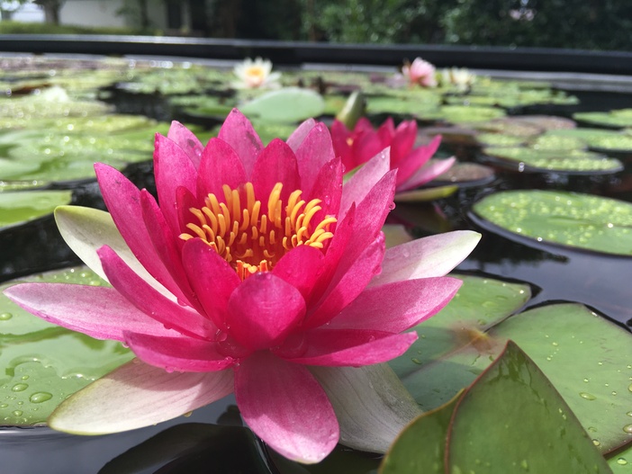 ⽔⽣植物公園みずの森 スイレン展（2025年） | 草津市「水生植物公園