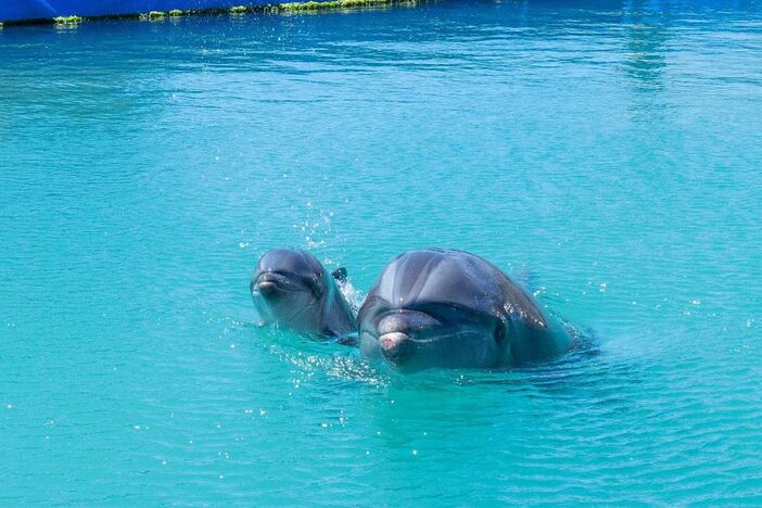 沖縄県もとぶ元気村に新しい仲間 イルカの赤ちゃん「スラ」が誕生