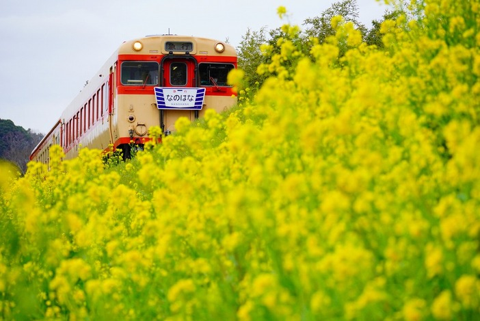 菜の花の絶景！「いすみ鉄道」の 親子旅で春にやりたい11のこと | いこ