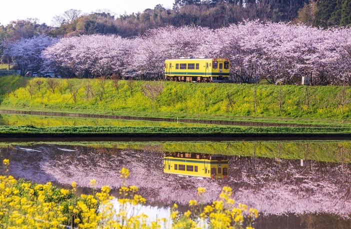 菜の花の絶景 いすみ鉄道 の 親子旅で春にやりたい11のこと いこーよとりっぷ 菜の花の絶景 いすみ鉄道 の 親子旅で春にやりたい11のこと いこーよとりっぷ