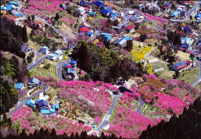 大内沢 花桃の郷 埼玉県 いこーよとりっぷ