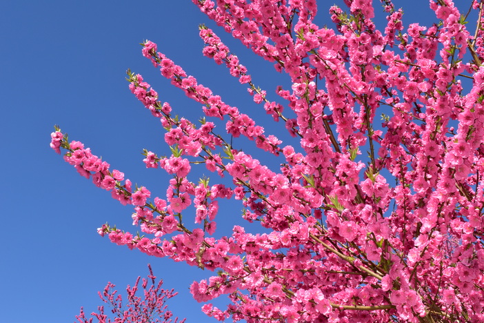 大内沢 花桃の郷 埼玉県 いこーよとりっぷ