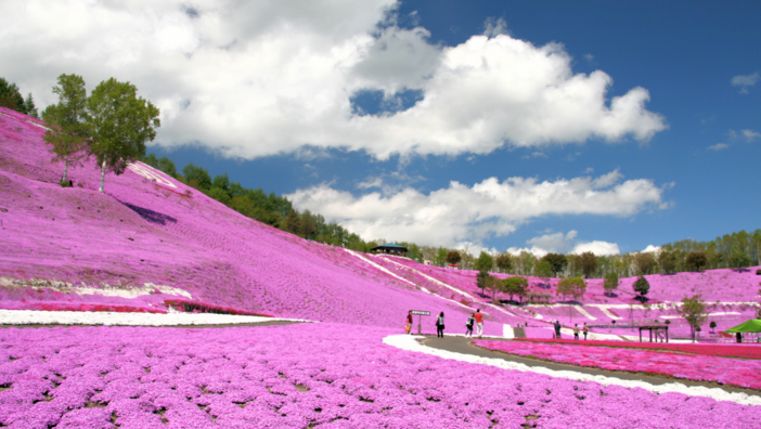芝桜 確認用