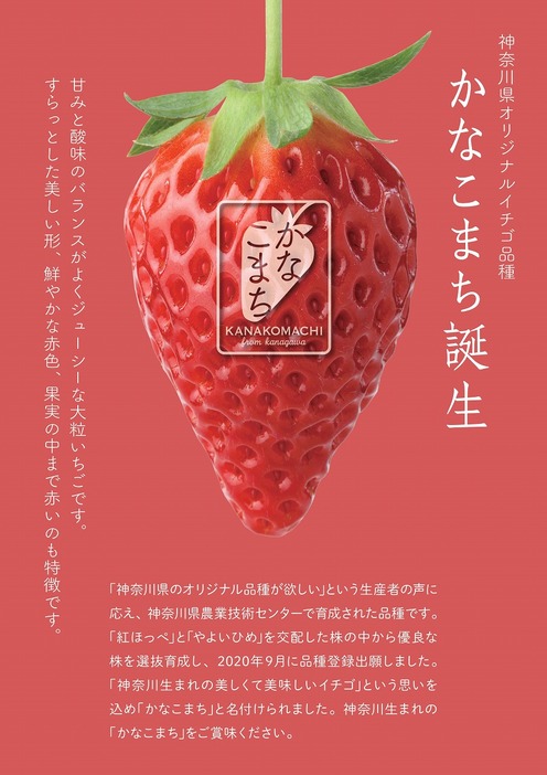 いちご狩りの穴場・川崎市多摩区へ 新鮮いちごを使った注目スイーツも