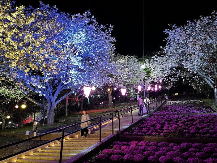 静峰ふるさと公園「八重桜まつり」（2024年） | 多彩な品種の八重桜を