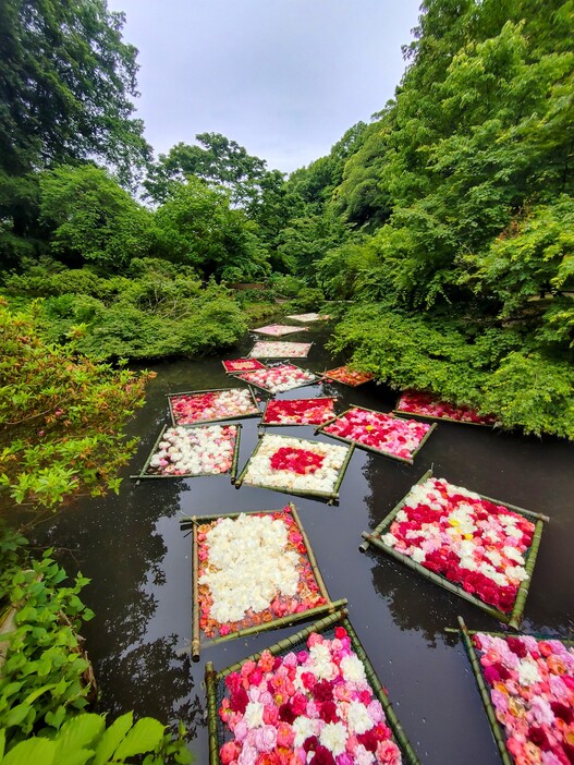 世界最大級のピオニーガーデン！ つくば牡丹園・期間限定開園