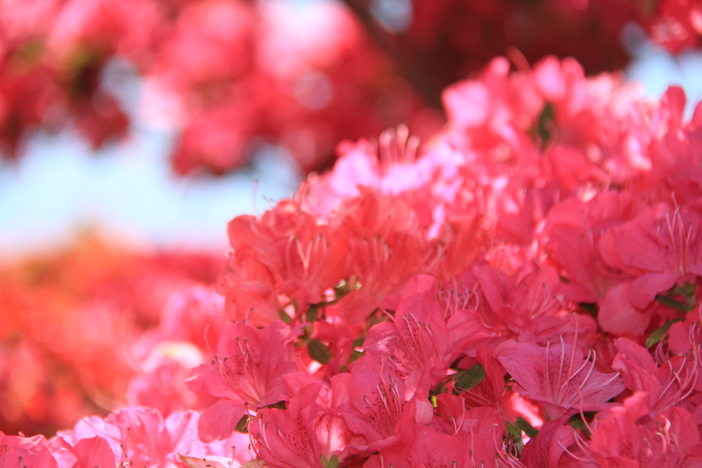つつじまつり 群馬県 いこーよとりっぷ