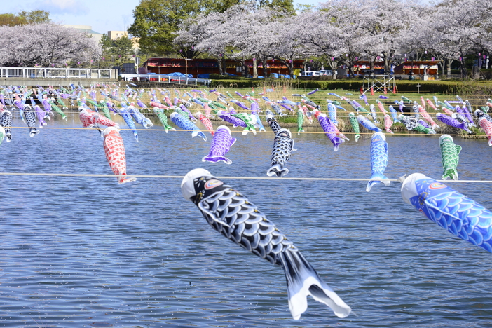 【メイテツ様】鯉のぼり こいのぼり 4.0メートル 2026】館林市の名物イベント「こいのぼりの里まつり」開催 | いこーよ