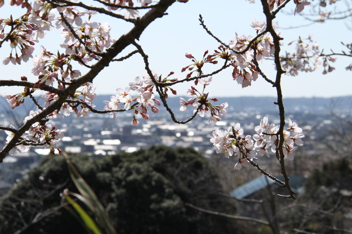 水郷おみがわ桜つつじまつり 千葉県 いこーよとりっぷ