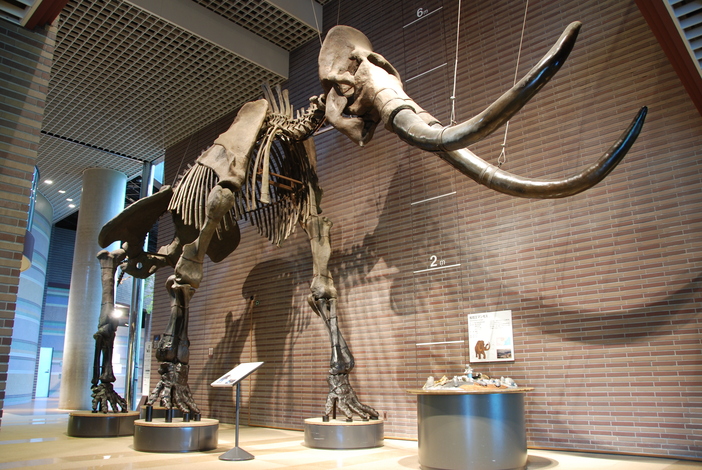 ミュージアムパーク 茨城県自然博物館 茨城県 いこーよとりっぷ