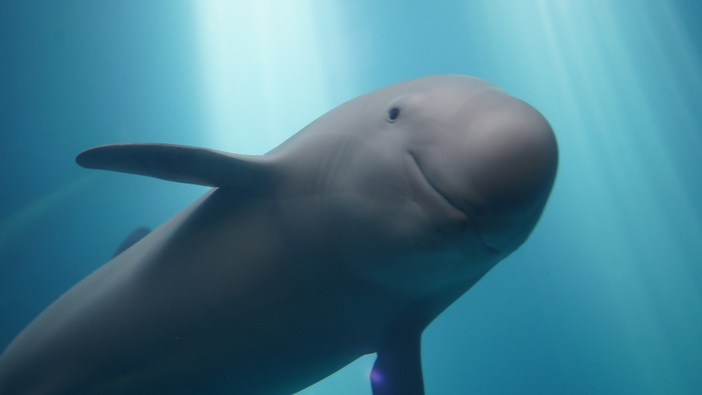 鳥羽水族館 | 飼育種類数が日本一！ 国内最大級の水族館。 | 三重県