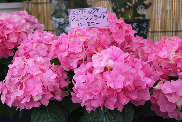 長國寺 いきいきあじさい祭22 東京都 いこーよとりっぷ