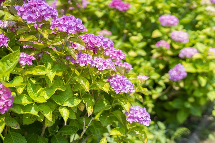 旧中川 アジサイ祭り 22年は中止 東京都 いこーよとりっぷ