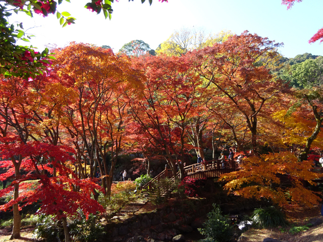東海】11月16日・17日の今週末に開催 紅葉まつり＆ライトアップ | いこ