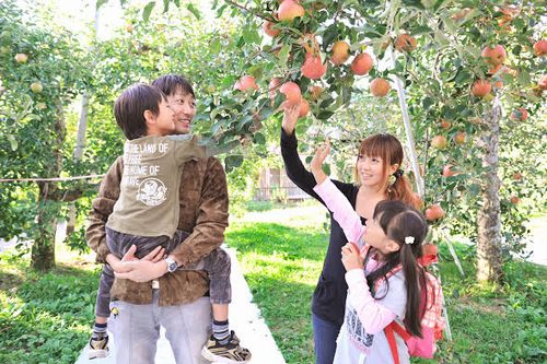2024 幻の品種・ぐんま名月のりんご狩り6選 入園無料＆食べ放題も