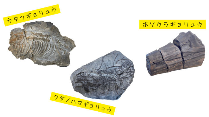 歌津総合支所 化石展示室（歌津公民館） | 全長7mの魚竜化石に出会える