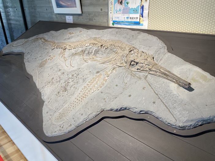 歌津総合支所 化石展示室（歌津公民館） | 全長7mの魚竜化石に出会える