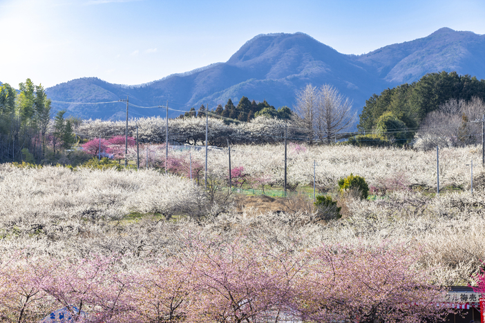 2026】まだ間に合う！「ぐんま三大梅林」で絶景めぐり＆梅グルメ満喫