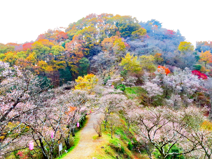 2026「冬咲き桜」の名所16選！｜河津桜や熱海桜（あたみ桜）の見頃