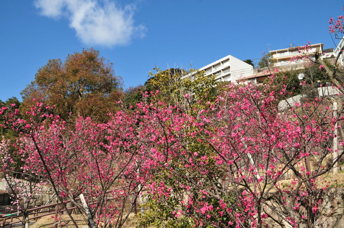 2026兵庫】梅の絶景スポット6選｜海が見える梅林も！梅まつりも紹介