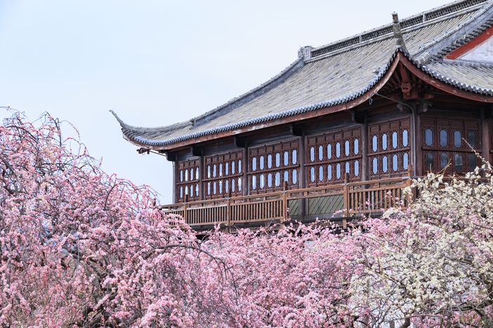 2025兵庫】梅の絶景スポット6選 海が見える梅林も！梅まつりも紹介