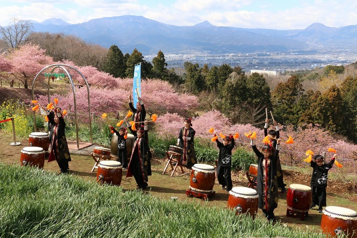 大井里山花まつり（2025年） | 里山の風に揺れる早春の桜 「大井里山花