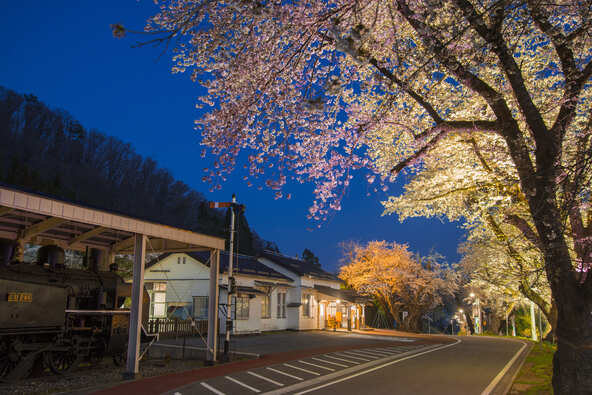 柳津駅舎前桜のライトアップ