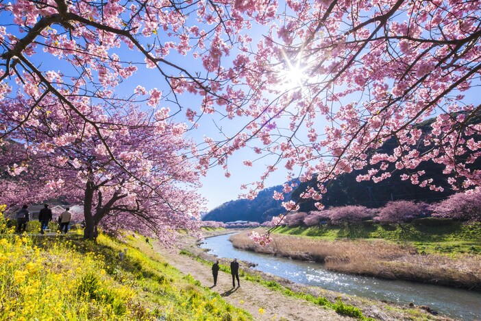 みなみの桜と菜の花まつり（2026年） | 河津桜と菜の花が彩る絶景！南