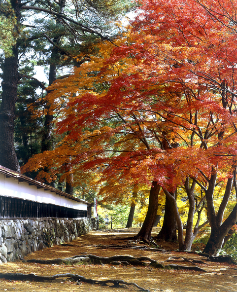 圓藏寺境内の紅葉