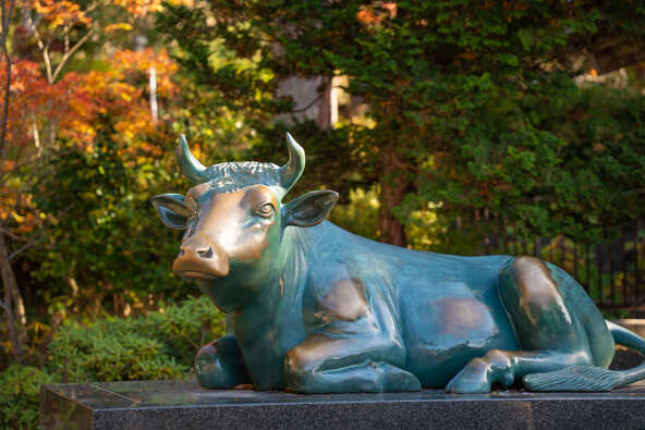 境内に横たわる「開運撫牛」