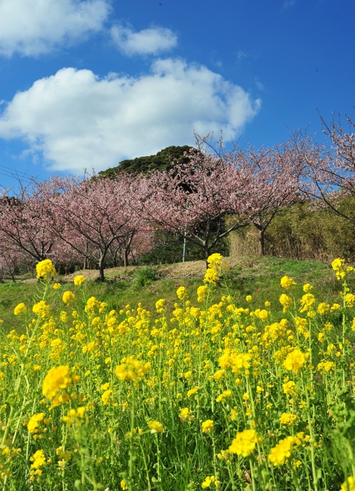 菜の花 松任CCZの菜の花畑は一面の黄色の絨毯、目だけでなく香りも