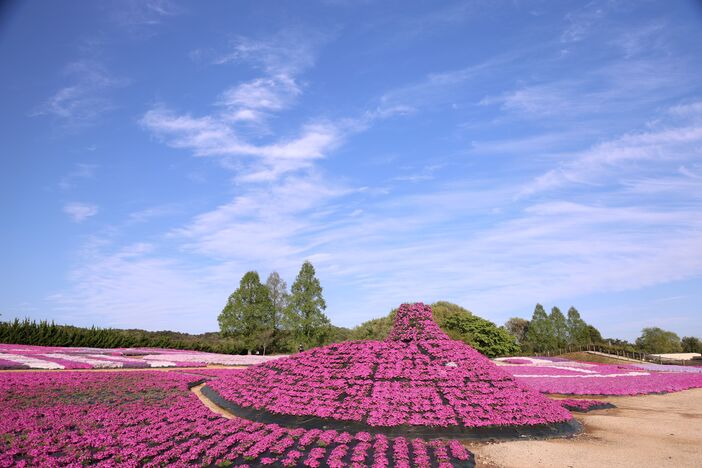 広島県の世羅高原で春の絶景！ 100万本のネモフィラ＆芝桜が開花