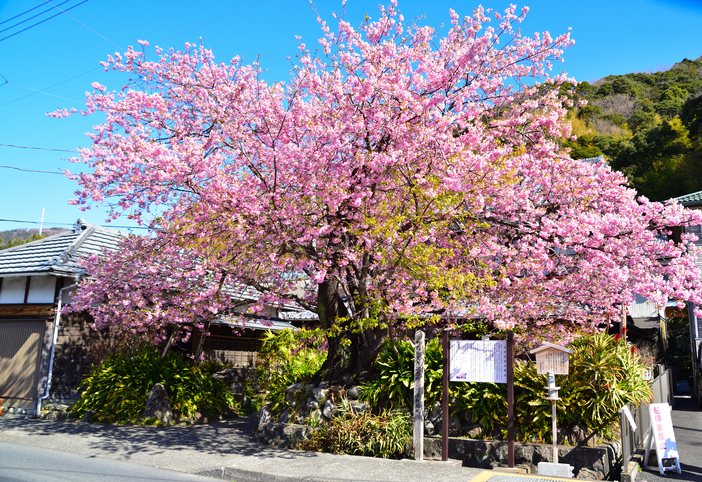 2026神奈川】河津桜は今が見頃＆満開！「駅から徒歩15分以内」の早咲き