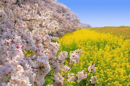 荒川の土手沿いがピンクと黄色に染まります