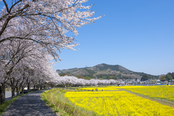 弧を川の内側に咲く桜と菜の花（画像提供：おはぎさん / PIXTA）