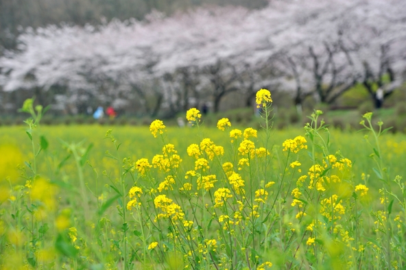 桜と菜の花に囲まれた空間でホッとひと息♪（画像提供：平岡文雄 / PIXTA）