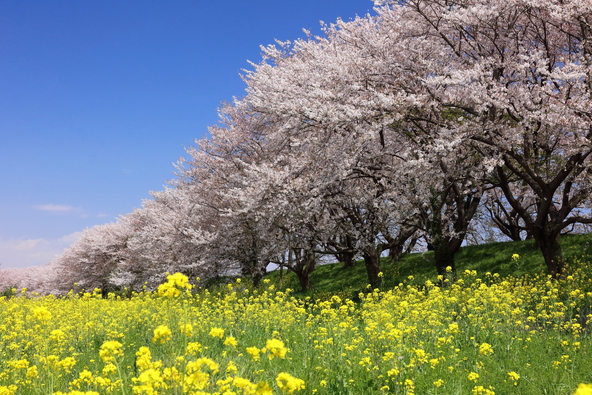 桜と菜の花の春の共演（画像提供：ハッシブ2世 / PIXTA）