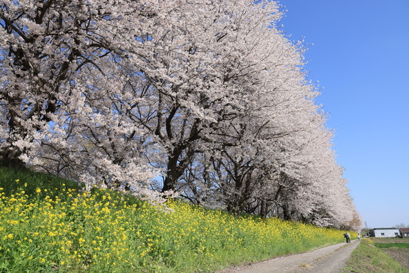 桜や菜の花が辺りを覆いつくします（画像提供：カプリコーン / PIXTA）