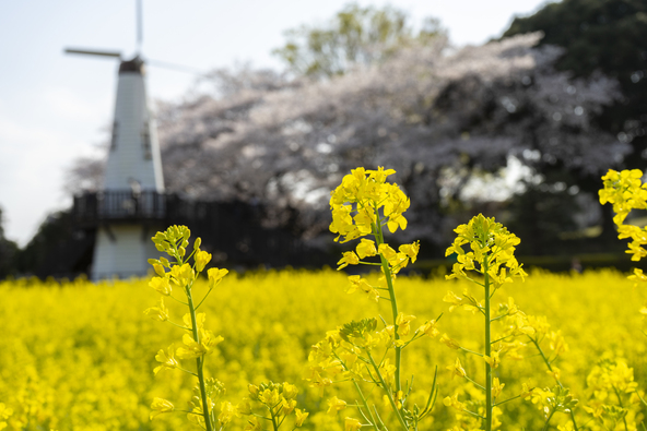 桜と菜の花と時計台（画像提供：growup  / PIXTA）