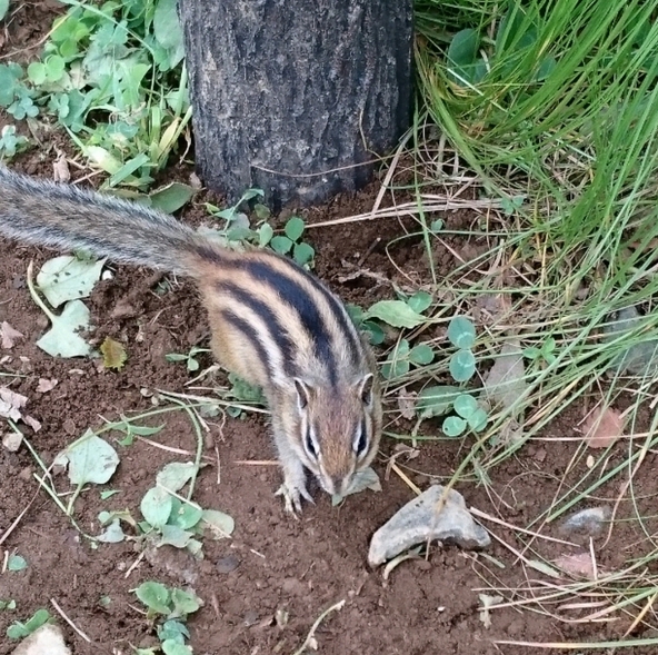放し飼いにしてあるリスの様子