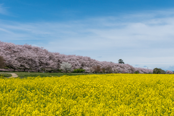 春らんまんの絶景が広がります