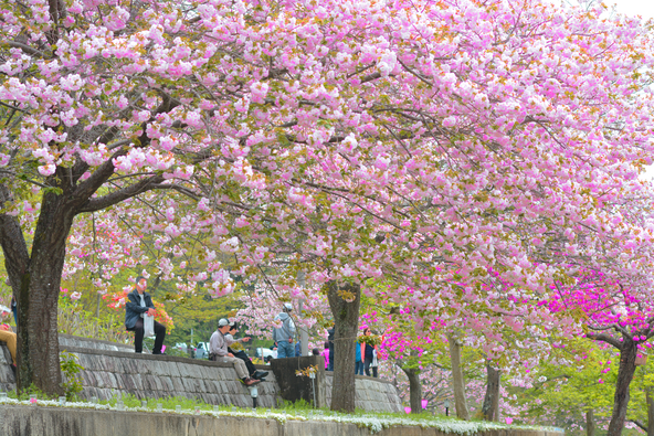 静峰ふるさと公園「八重桜まつり」（2026年） | 那珂市・静峰ふるさと